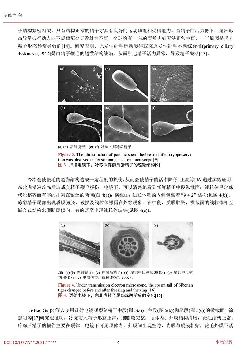 低温冷冻保存对猪精子的影响-4.jpg