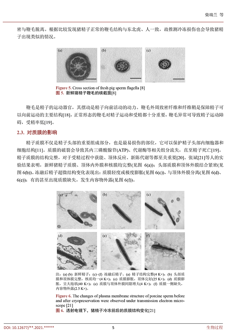 低温冷冻保存对猪精子的影响-5.jpg