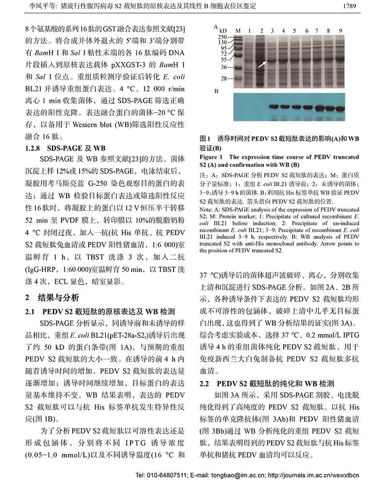 12-猪流行性腹泻病毒S2-5.jpg
