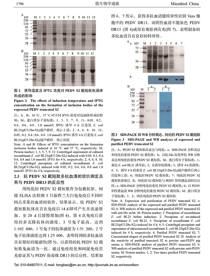 12-猪流行性腹泻病毒S2-6.jpg