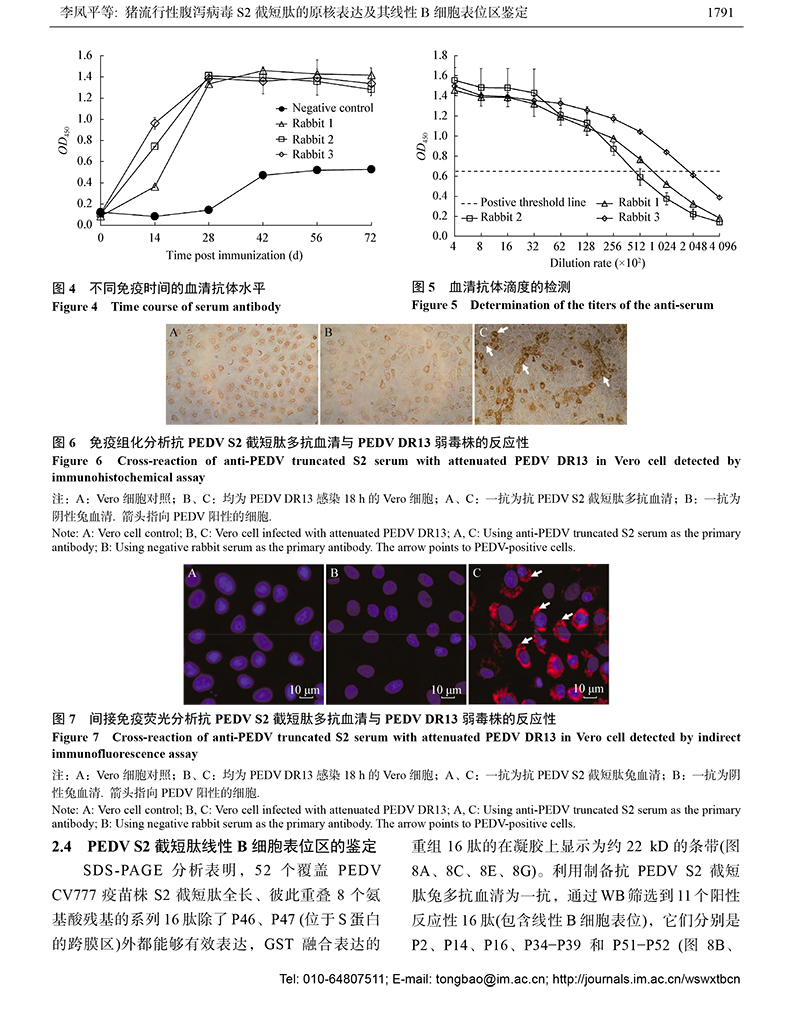 12-猪流行性腹泻病毒S2-7.jpg