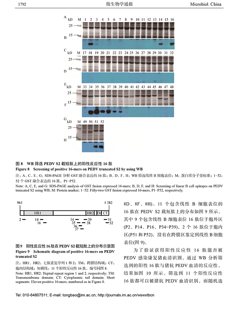 12-猪流行性腹泻病毒S2-8.jpg
