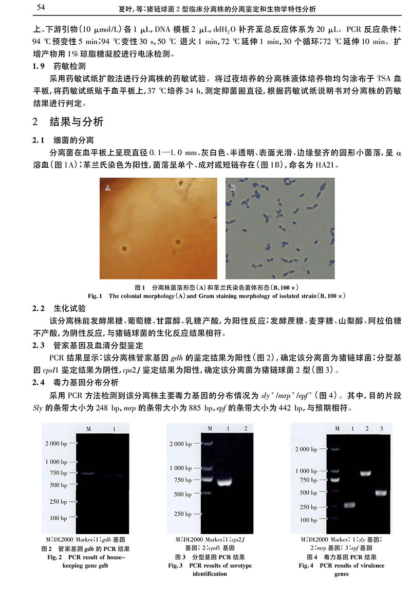 20、猪链球菌2型临床分离株的分离鉴定和生物学特性分析_夏叶-3.jpg